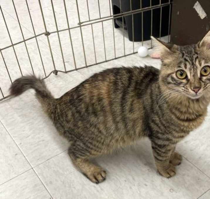 Photo of Chippie - Arabian Mau mix