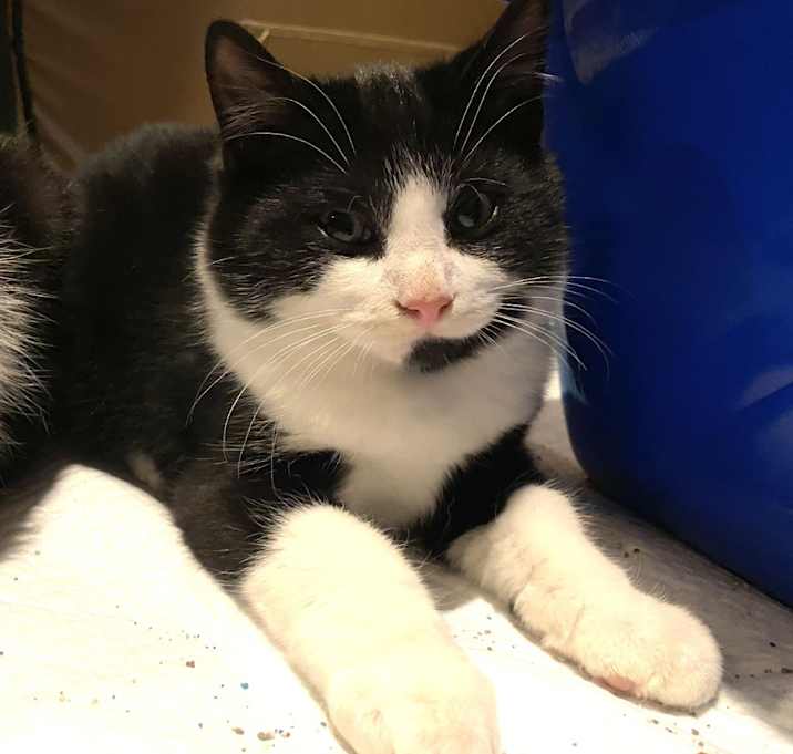Photo of Oreo    (Bonded to Midnight)