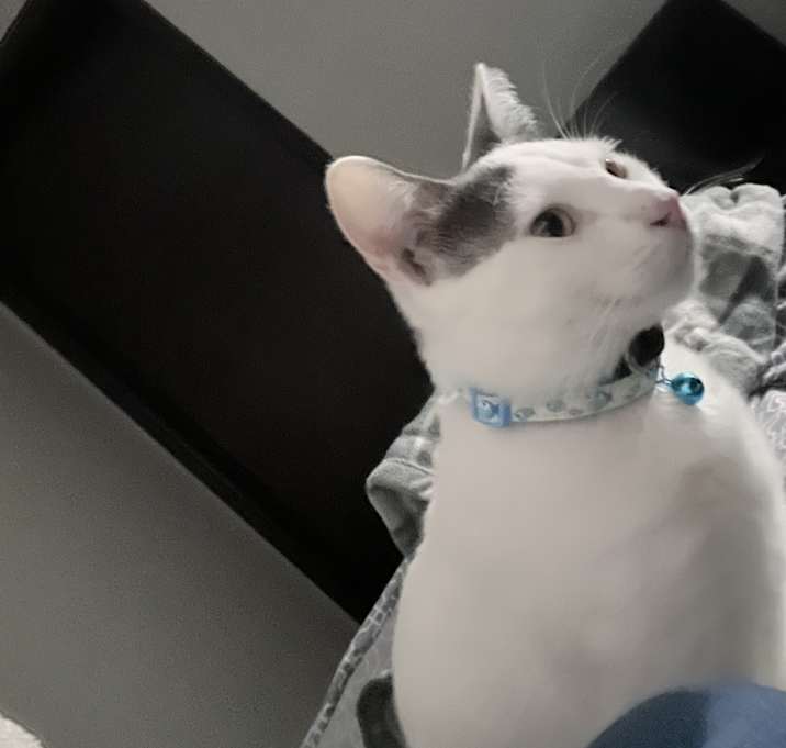 Photo of Cosmo