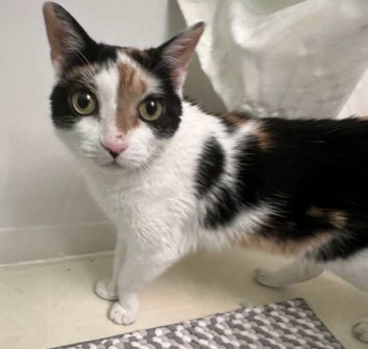 Photo of Cherry