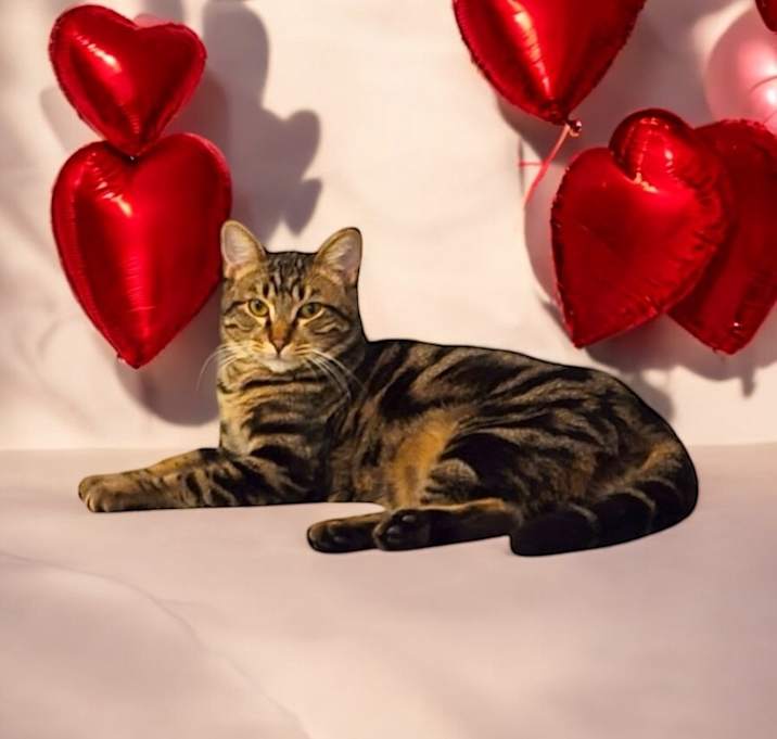 Photo of Rikki Tikki Tabby