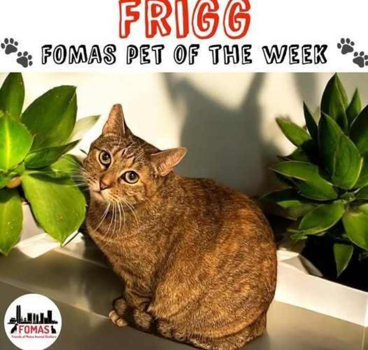 Photo of Frigg