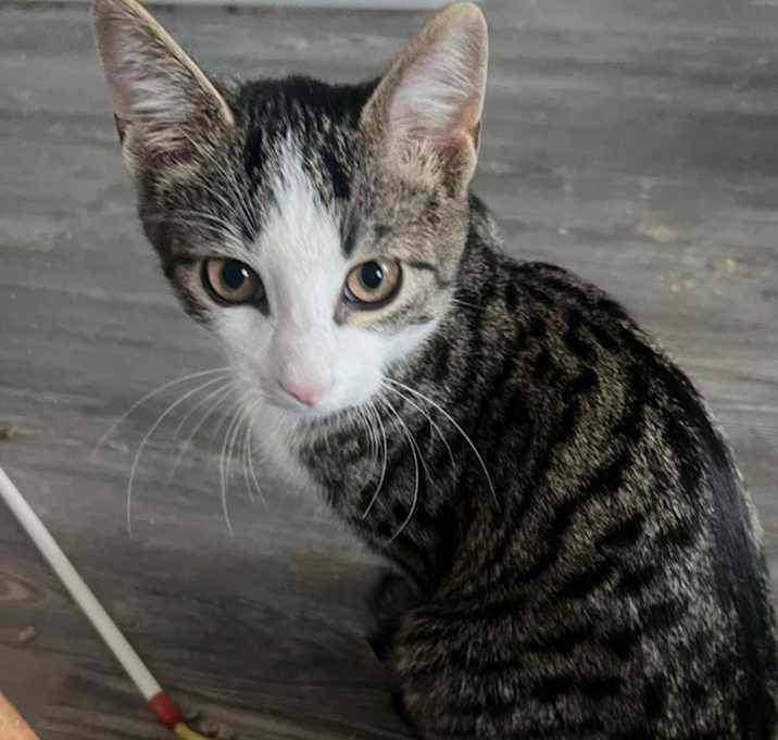 Photo of Dennis