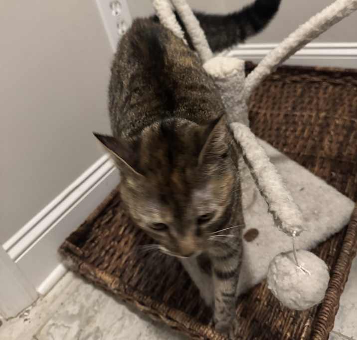 Photo of Kali