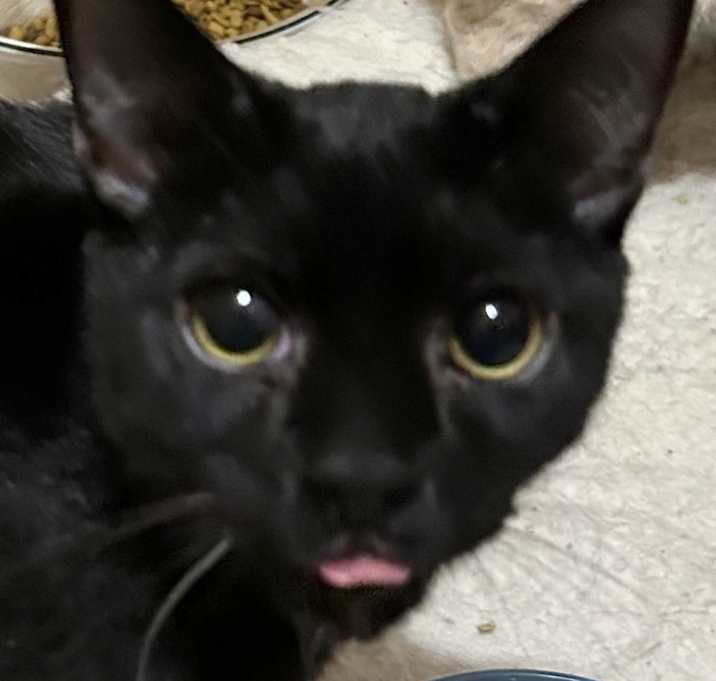 Photo of Obi (Special Adoption Fee)