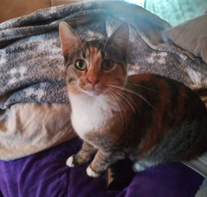 Photo of Firestone