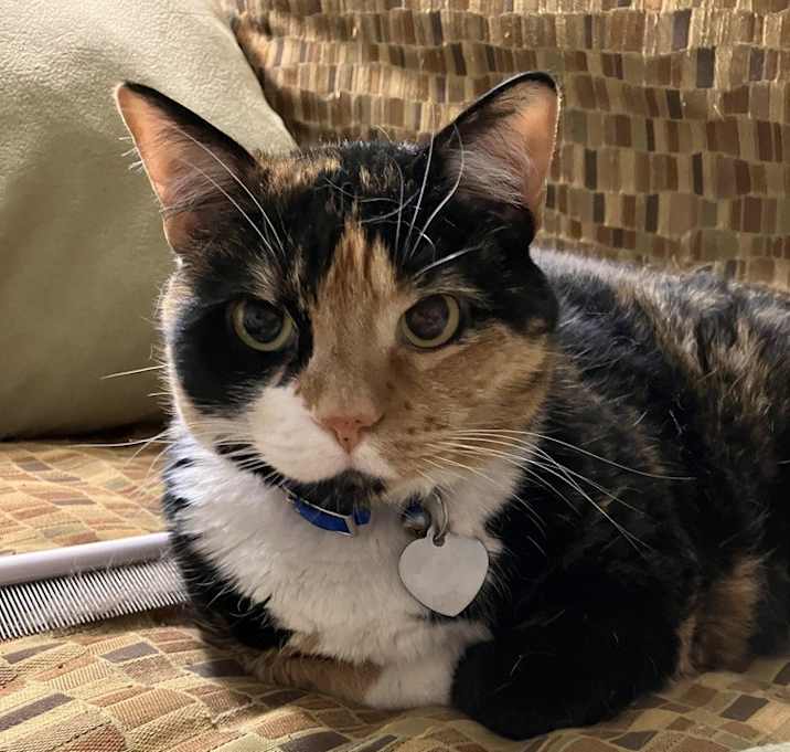 Photo of Patches