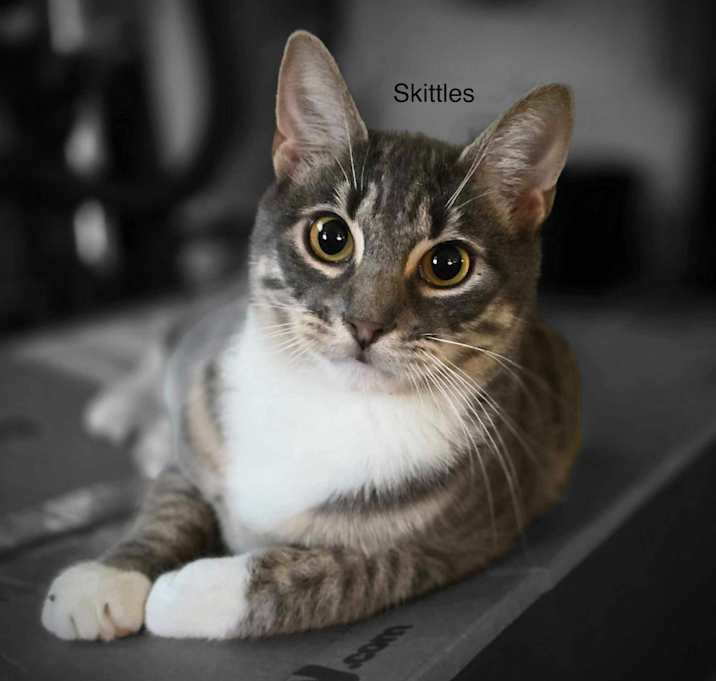 Photo of Skittles