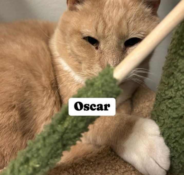 Photo of oscar