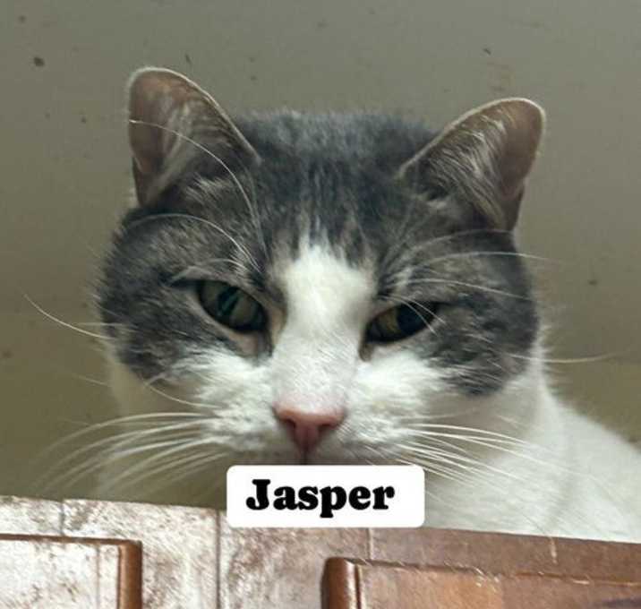 Photo of Jasper