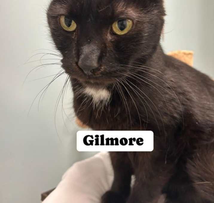 Photo of Gilmore