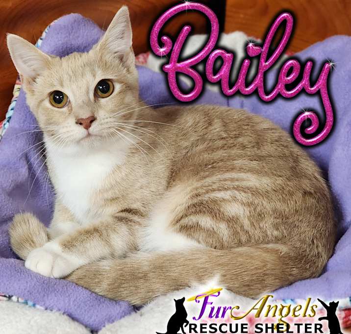 Photo of Bailey