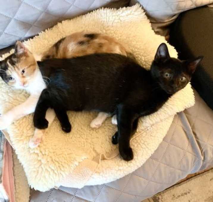 Photo of Colbie and Copper Penny