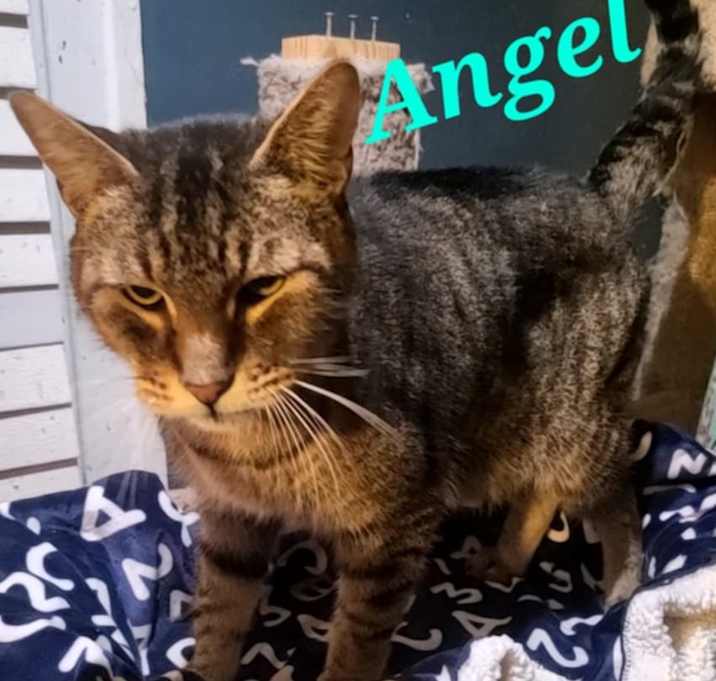 Photo of Angel