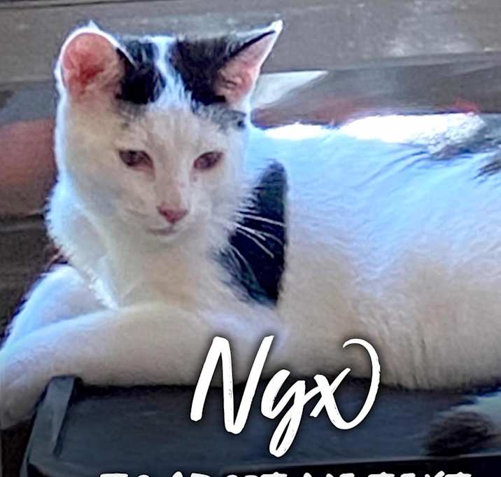 Photo of Nyx