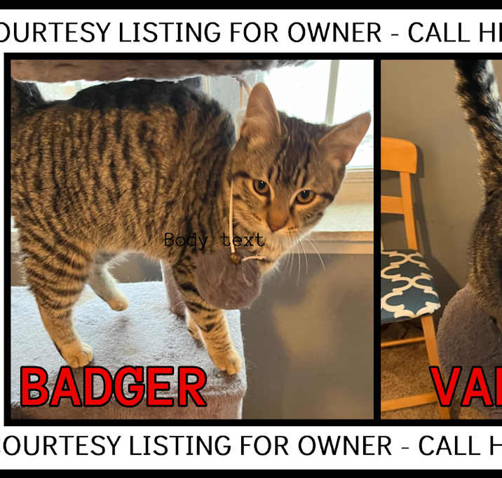 Photo of Badger - COURTESY