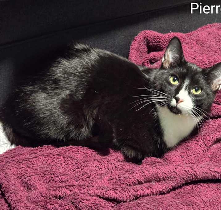 Photo of Pierre