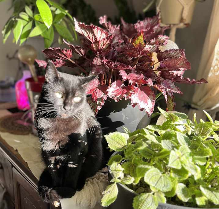 Photo of Gidget