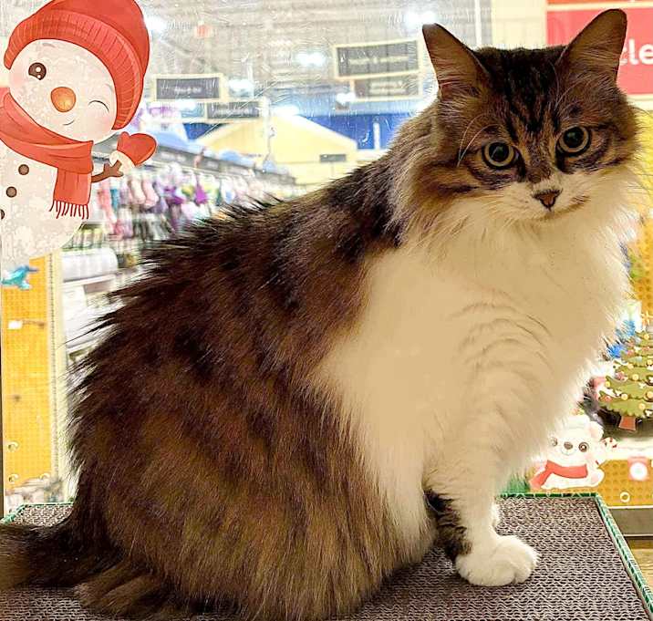 Photo of Honey