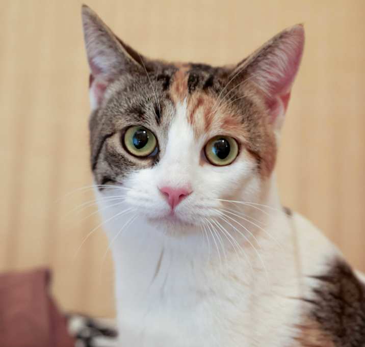 Photo of Gigi