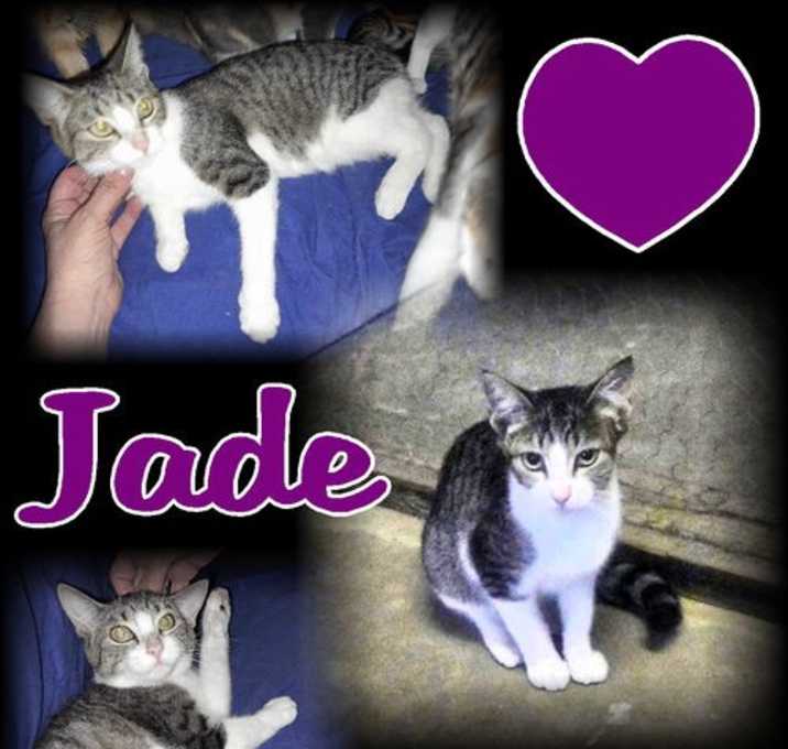 Photo of Jade (AKA Flint)