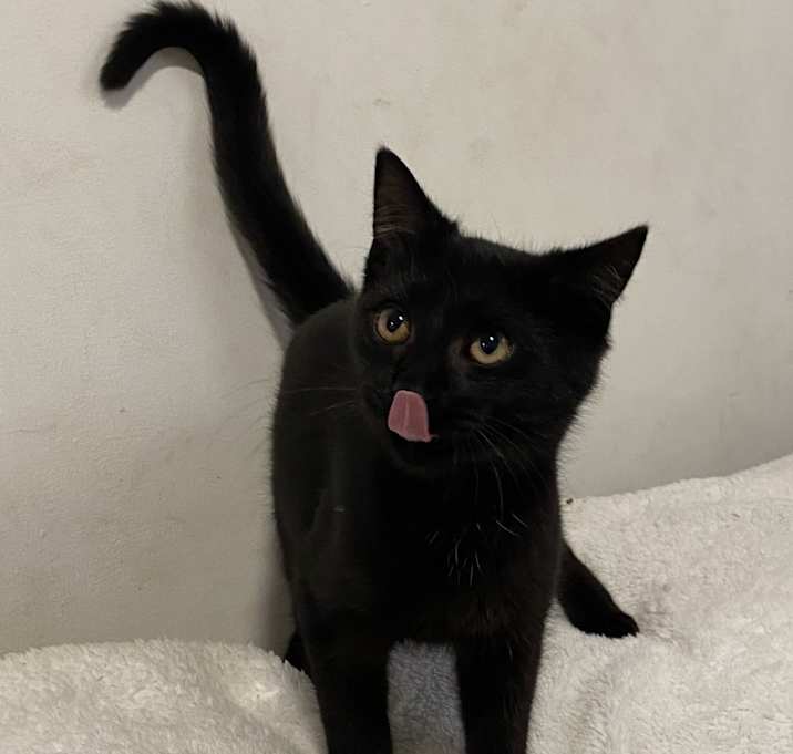 Photo of Frankie (pending)