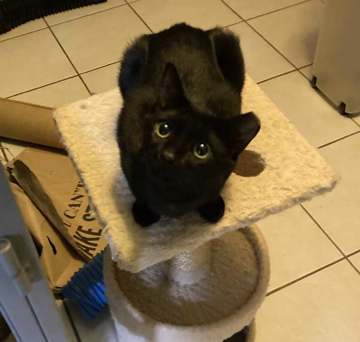 Photo of Puss