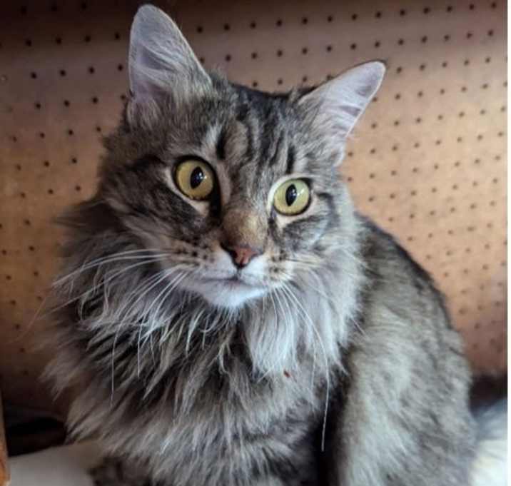 Photo of Rosie - Independent Girl