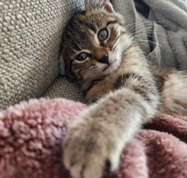 Photo of Nala