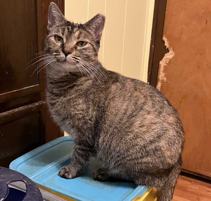 Photo of Miss Honey