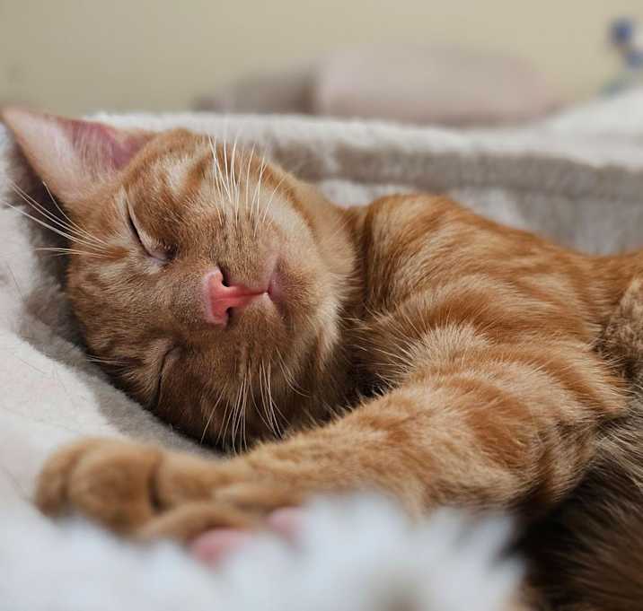 Photo of Garfield