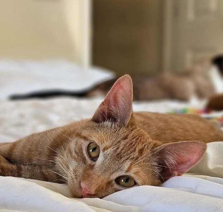 Photo of Felix
