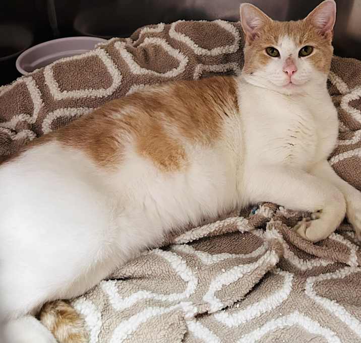 Photo of Bowser