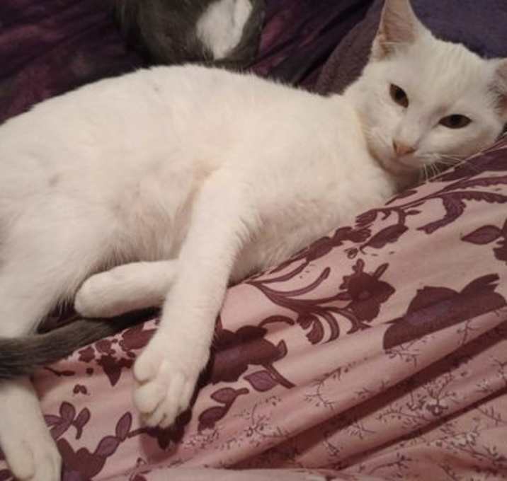 Photo of Casper (Kitten 3)