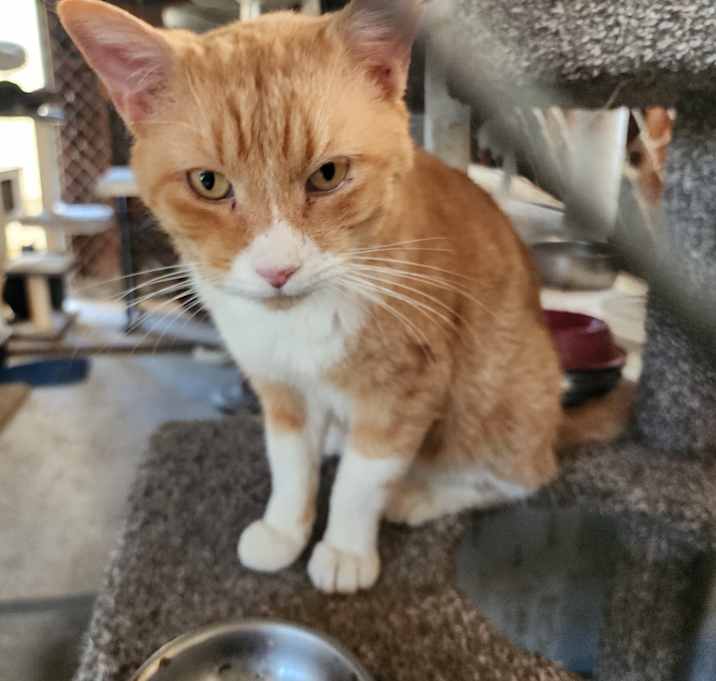 Photo of SIMBA