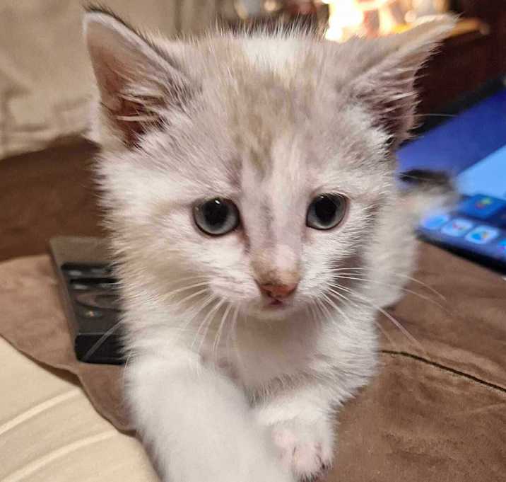 Photo of Nimbus