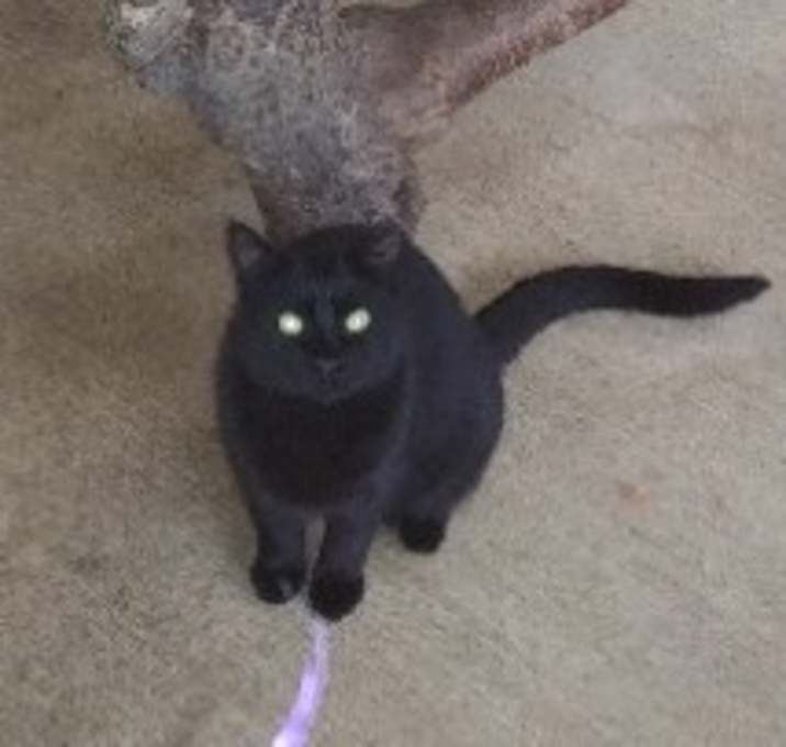 Photo of Calypso