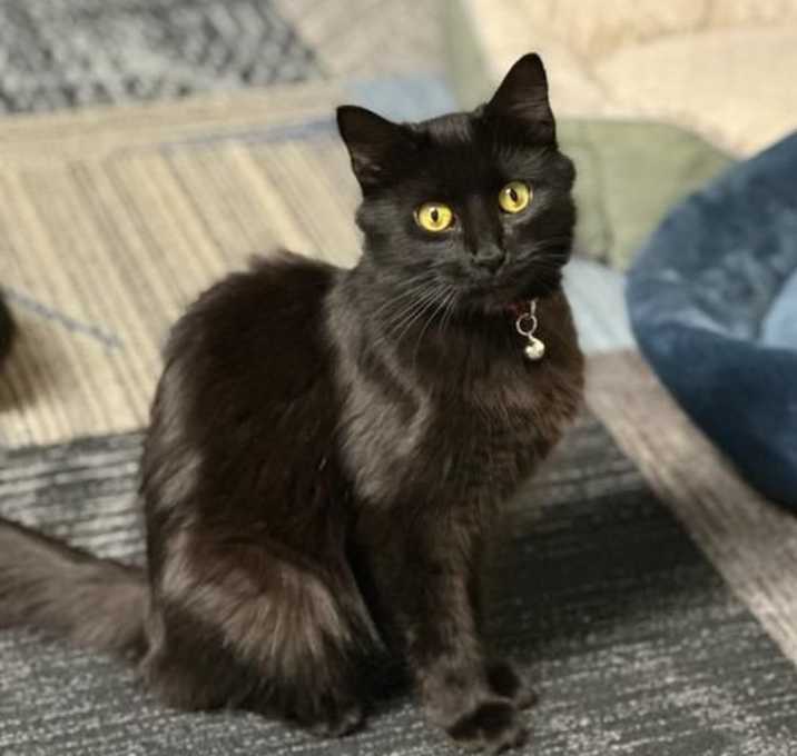 Photo of Sable