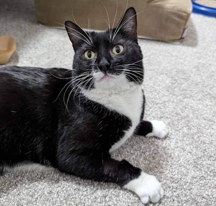 Photo of Mauve