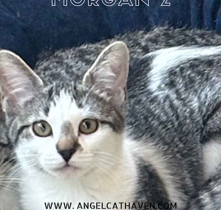 Photo of Morgan 2