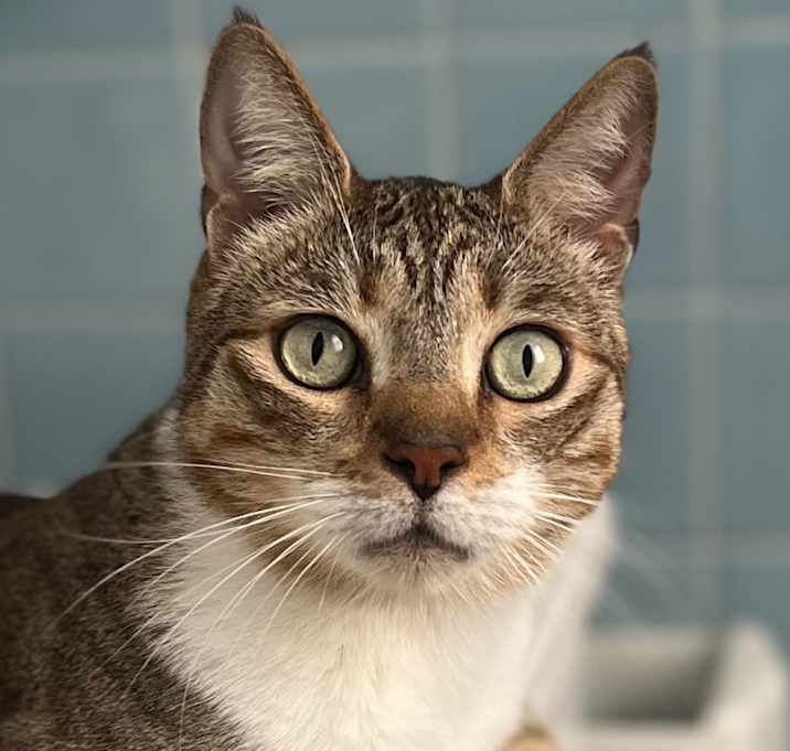 Photo of Bodhi