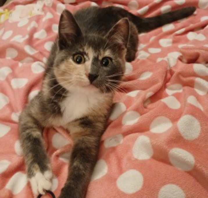 Photo of Mai Tai