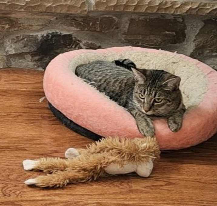 Photo of Bean