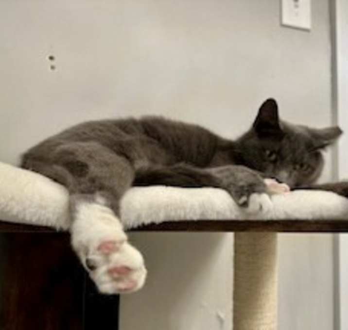 Photo of Trixie