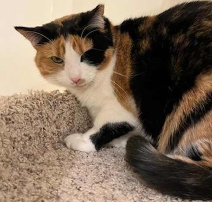 Photo of DAISY