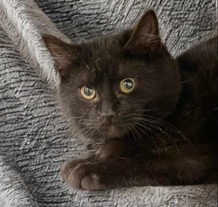 Photo of Aiko