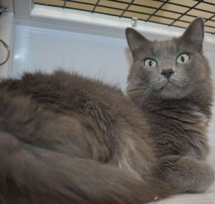 Photo of Rosie Kitty