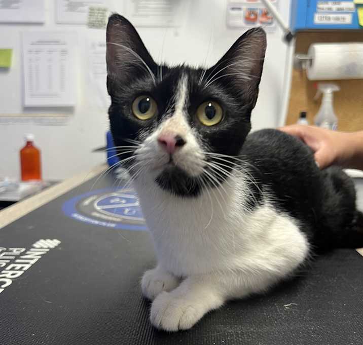 Photo of Mama Cat