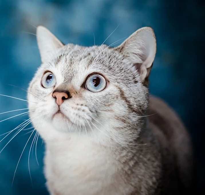 Photo of TEST181224Cat1
