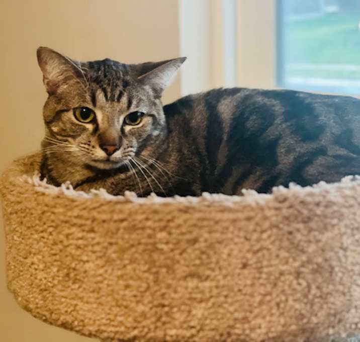 Photo of Stitch